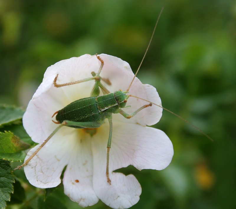 Saltamontes