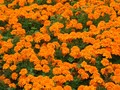 flores1
