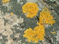 liquen1